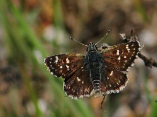 Kzl Zpzp (Spialia orbifer)