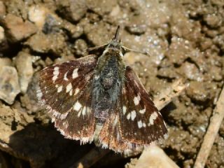 Acem Z�pz�p�&nbsp;(Spialia&nbsp;phlomidis)