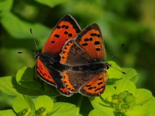 Benekli Bakr Gzeli (Lycaena phlaeas)