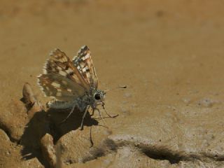 Benekli Zpzp (Muschampia plurimacula)