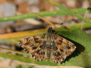 Hatmi Z�pz�p�&nbsp;(Carcharodus&nbsp;alceae)