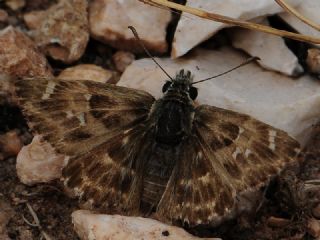Hatmi Zpzp (Carcharodus alceae)