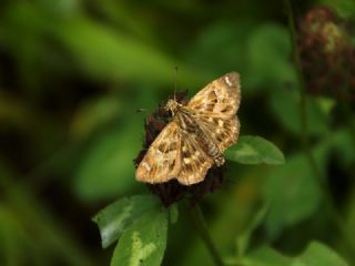 Hatmi Zpzp (Carcharodus alceae)