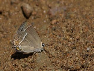 Morme�e&nbsp;(Favonius&nbsp;quercus)