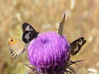 Anadolu Yalanc�cad�s�&nbsp;(Pseudochazara&nbsp;anthelea)