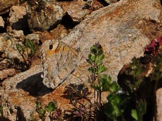 Anadolu Yalanccads (Pseudochazara anthelea)