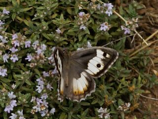 Anadolu Yalanccads (Pseudochazara anthelea)