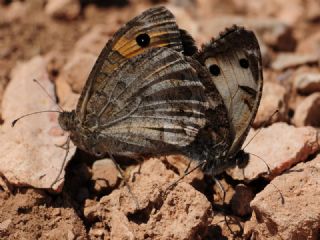 Anadolu Yalanc�cad�s�&nbsp;(Pseudochazara&nbsp;anthelea)