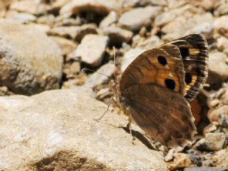 Osmanl� Yalanc�cad�s�&nbsp;(Pseudochazara&nbsp;mamurra)