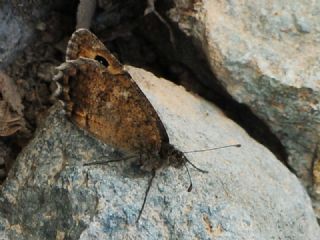 Osmanl Yalanccads (Pseudochazara mamurra)