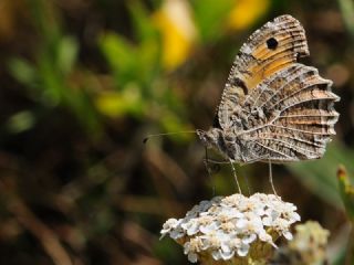 Step Cads (Chazara anthe)