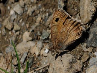 Step Yalanccads (Pseudochazara mniszechii)