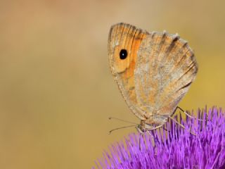 Step Yalanc�cad�s�&nbsp;(Pseudochazara&nbsp;mniszechii)