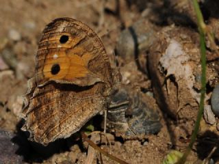 Levantin Yalanccads (Pseudochazara pelopea)