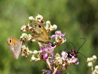 Do�u �ay�r Esmeri&nbsp;(Maniola&nbsp;telmessia)