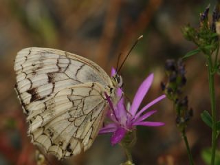 Anadolu Melikesi (Melanargia larissa)