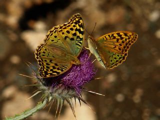 Bahadr (Argynnis pandora)