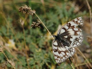 Uygur Melikesi (Melanargia russiae)