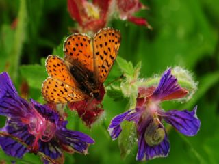 Kafkas Meneke Kelebei (Boloria caucasica)