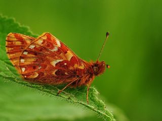 Kafkas Meneke Kelebei (Boloria caucasica)