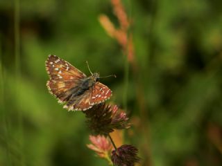 �spanyol Z�pz�p�&nbsp;(Pyrgus&nbsp;armoricanus)