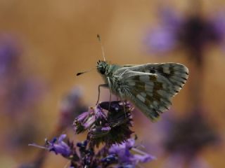 �spanyol Z�pz�p�&nbsp;(Pyrgus&nbsp;armoricanus)