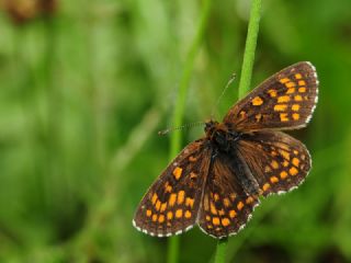 Funda parhan (Melitaea irka)