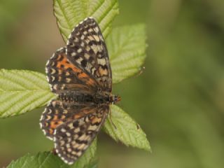 Kafkasyal parhan (Melitaea interrupta)