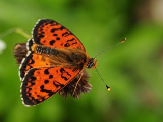 Kafkasyal parhan (Melitaea interrupta)