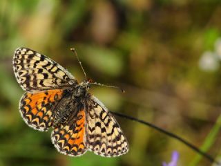 Kafkasyal parhan (Melitaea interrupta)