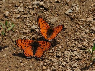 Kafkasyal parhan (Melitaea interrupta)