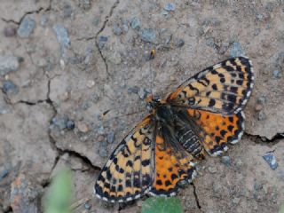 Kafkasyal parhan (Melitaea interrupta)