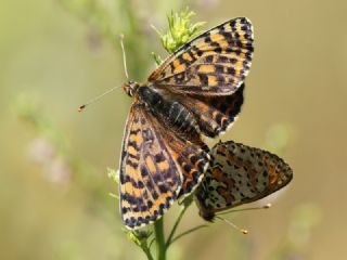 Benekli parhan (Melitaea didyma)