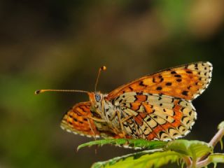 Kafkasyal parhan (Melitaea interrupta)