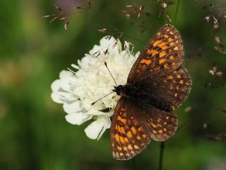 Kafkasyal Amannisa (Mellicta  caucasogenita)