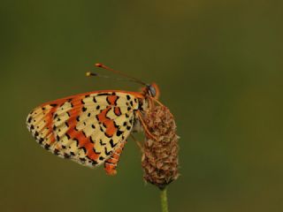 ranl parhan (Melitaea persea)