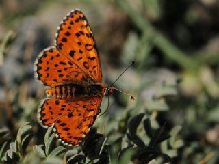 ranl parhan (Melitaea persea)