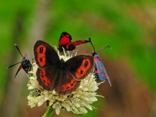 sko Gzelesmeri (Erebia aethiops)