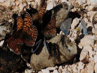 Cezayirli �parhan&nbsp;(Melitaea&nbsp;ornata)