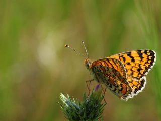 Cezayirli parhan (Melitaea ornata)