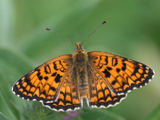 Cezayirli parhan (Melitaea ornata)