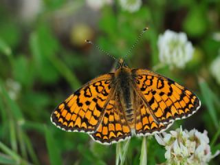 Cezayirli parhan (Melitaea ornata)