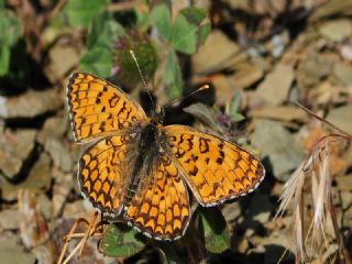 Cezayirli parhan (Melitaea ornata)