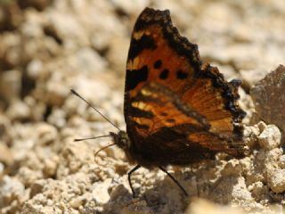 Karaa�a� Nimfalisi&nbsp;(Inachis&nbsp;polychloros)