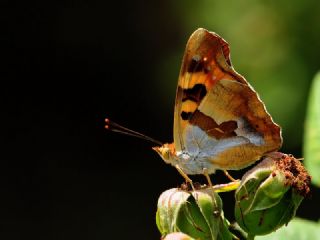 Anadolu ehzadesi (Thaleropis ionia)