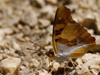 Anadolu ehzadesi (Thaleropis ionia)