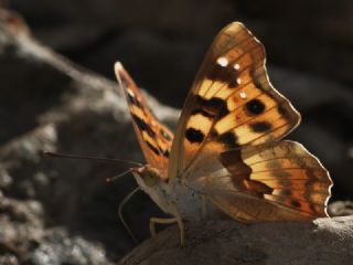 Anadolu ehzadesi (Thaleropis ionia)