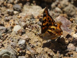 Anadolu �ehzadesi&nbsp;(Thaleropis&nbsp;ionia)