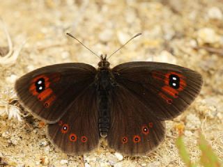 Harem G�zelesmeri&nbsp;(Erebia&nbsp;ottomana)