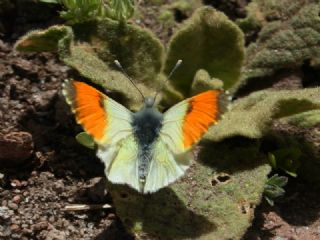 Step Ssls (Anthocharis gruneri)